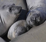 Northern Elephant Seals