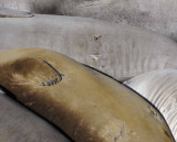Northern Elephant Seals