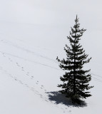 Leave Only Footprints...