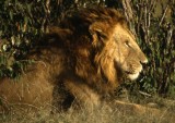 Lion King, Kenya