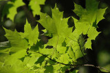 IMG, North Woods, 28.jpg