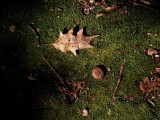 IMG, North Woods, 33.jpg