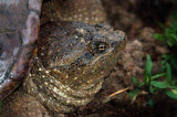 Snapping Turtle, Seney NWR