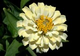 Old World Zinnia