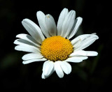 Daisy in the Sun