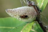 Beetle on Milkweed