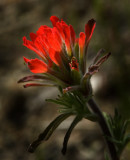 Indian Paint Brush