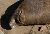  Elephant Seals of Piedras Blancas