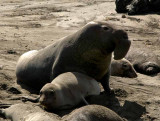  Elephant Seals of Piedras Blancas