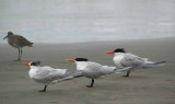 Morro Bay 19.jpg