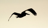 Brown Pelican