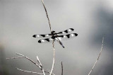 Dragonfly at Rest