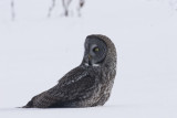 Snowy Field Gray 2