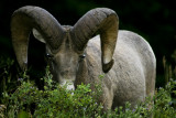 Bighorn Sheep ( And Not Amused )