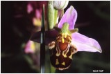 Ophrys apifera - Orchis abeille