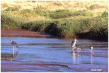 Marabouts Ewso Ngiro River Samburu Parc