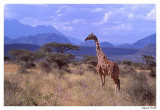 Girafe rticul Samburu