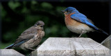 Daughter and Dad Bluebird