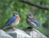 Bluebird Dad and Son