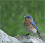 Bluebird Star