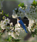 Bluebird in Apple Blossoms