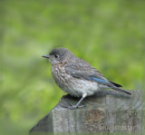 Baby Bluebird - Female