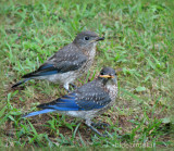 Baby Bluebirds