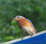 Bluebird Star - Dad