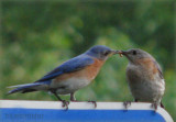 Bluebird Dad Feeds Mom - Courting