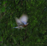 Bluebird in Flight
