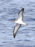 P1090919 Corys Sheerwater - Canary Islands copy.jpg