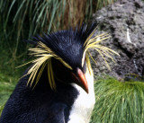 Bashful Rockhopper Penguin.jpg
