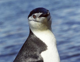 Chinstrap penguin.jpg
