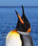 Bugling King Penguin