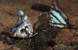 Pearl Spotted Emperor - Charaxes jahlusa & Club-tailed Emperor - Charaxes zoolina zoolina