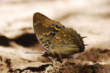 Blue-spotted Emperor - Charaxes cithaeron cithaeron