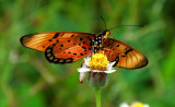 Natal Acraea - Acraea natalica