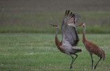 Sandhill Cranes 4049