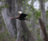 Black-bellied Whistling-Duck 1458