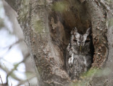 Eastern Screech-Owl 9053