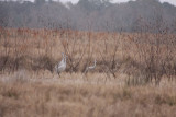 Sandhill Cranes 6158