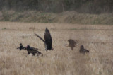 Crested Caracara vs vultures 5500