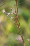 Little Bluestem 4108