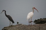 Tricolored Heron & White Ibis 0744