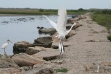 Great Egret 0747