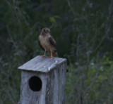 Northern Harrier 8701