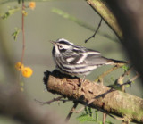 Black-and-white Warbler 255