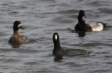 American Coot  & Lesser Scaup 9597