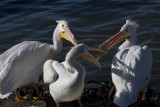 American White Pelicans 0340