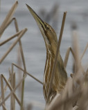 American Bittern 0550